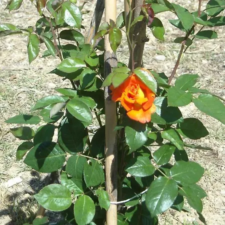 Villa Diano Castello * Diano Castello