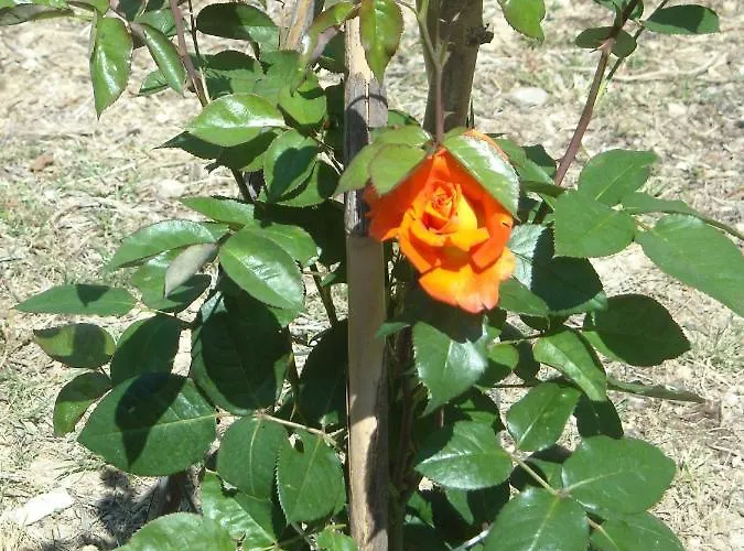 Villa Diano Castello * Diano Castello